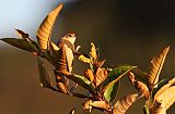 Rufous-fronted Thornbird